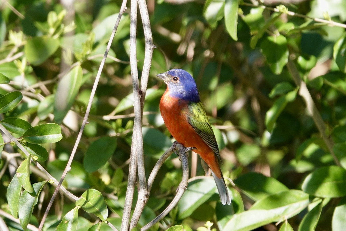 Painted Bunting - ML632388768