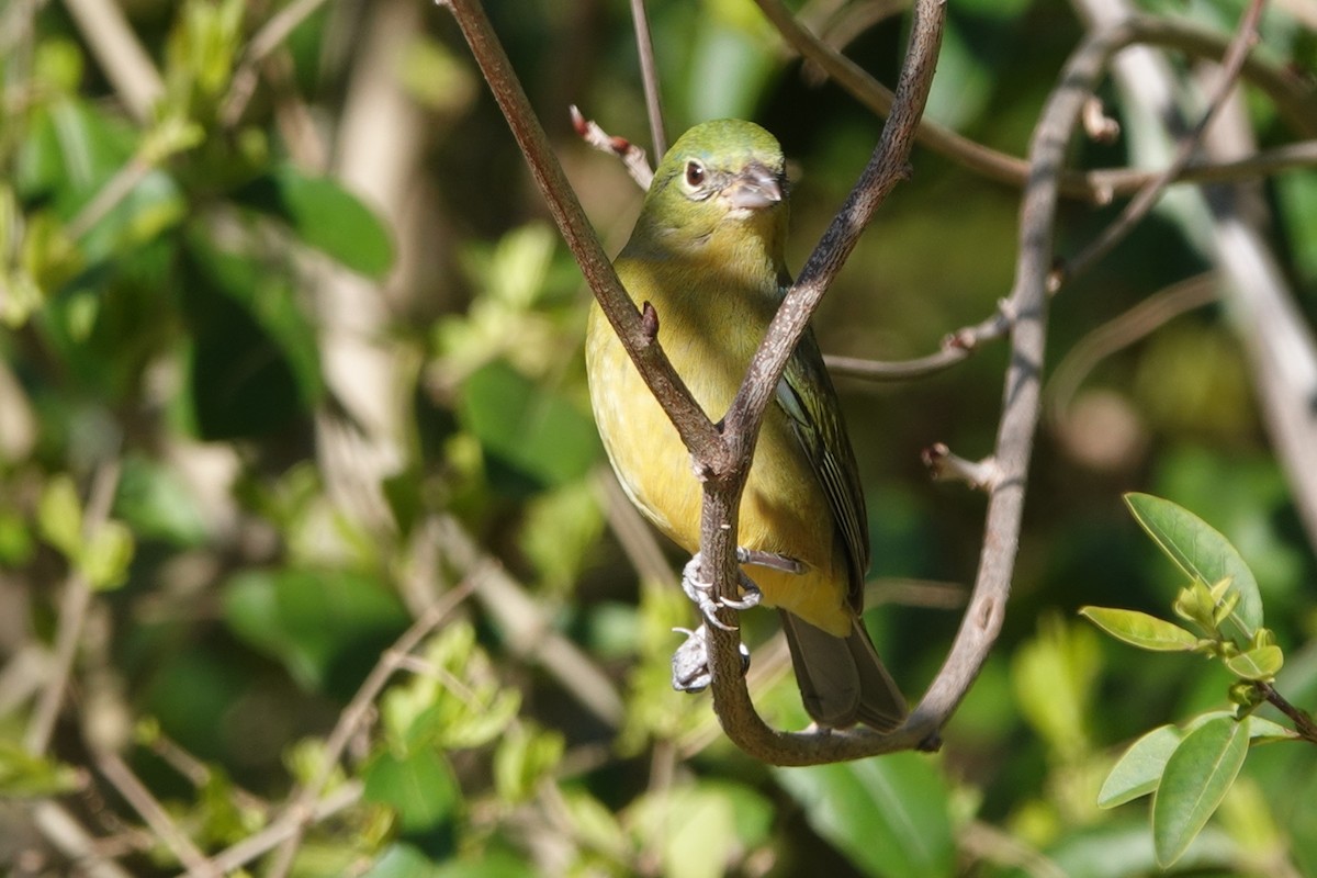 Painted Bunting - ML632388769