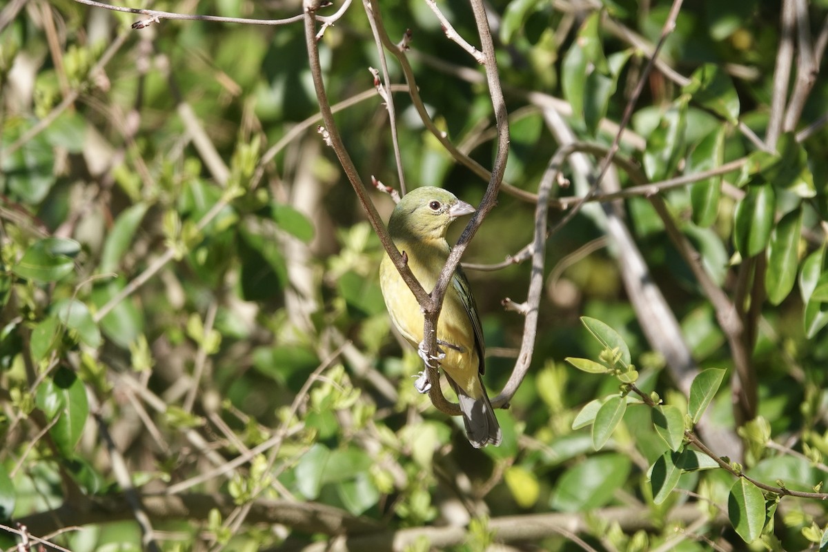 Painted Bunting - ML632388770