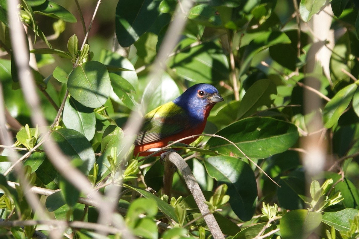 Painted Bunting - ML632388772