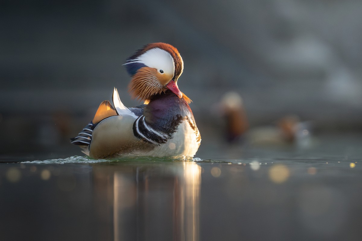 Mandarin Duck - ML632389036