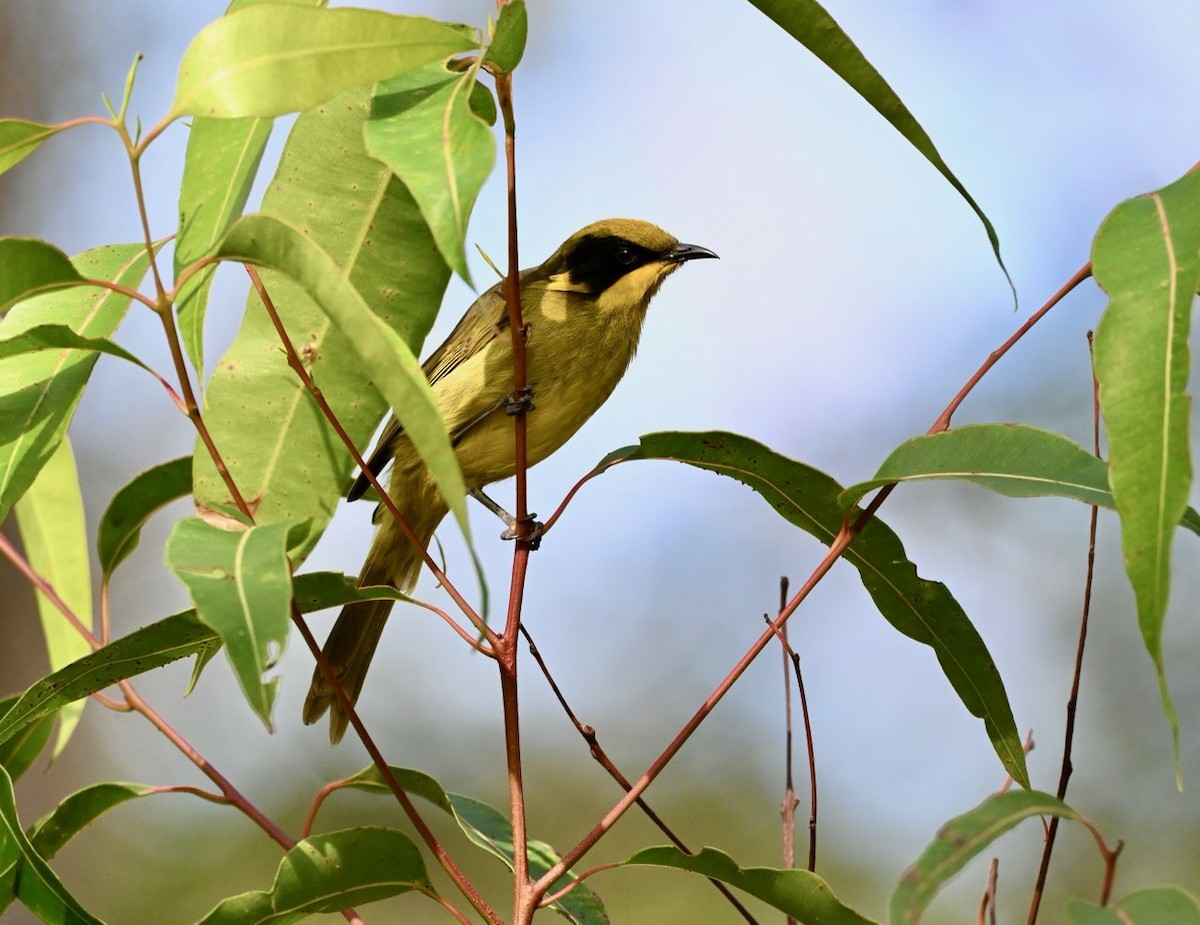 Yellow-tufted Honeyeater - ML632389071