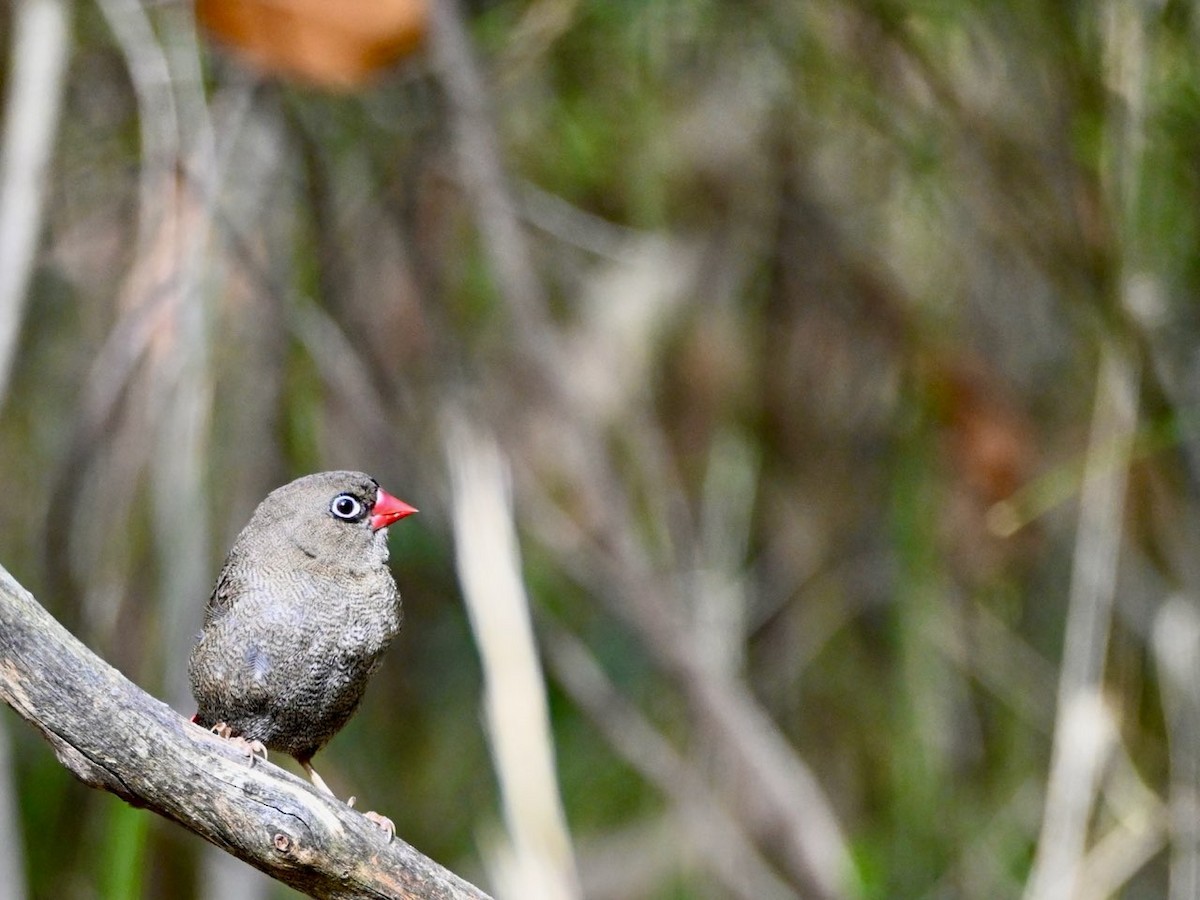 Beautiful Firetail - ML632389130