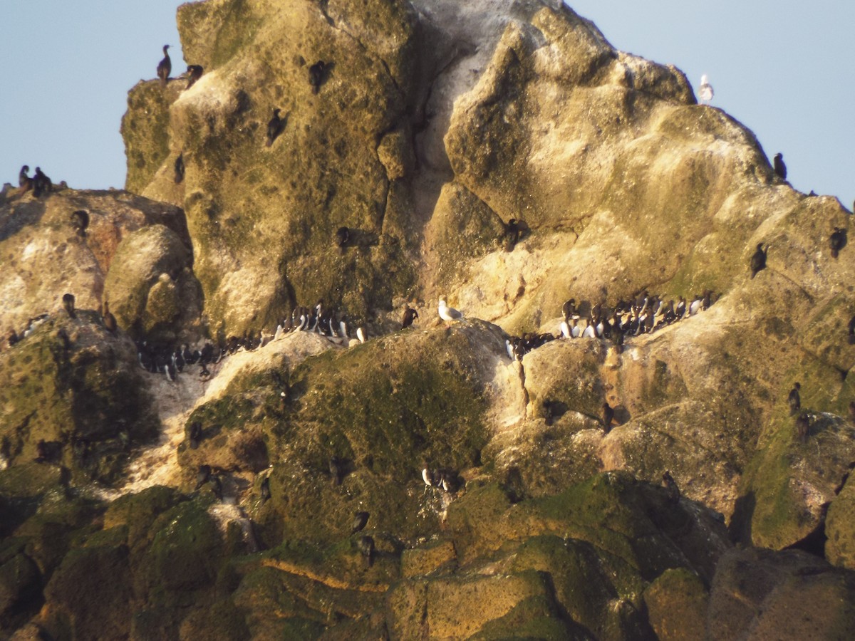 Common Murre - ML632389137