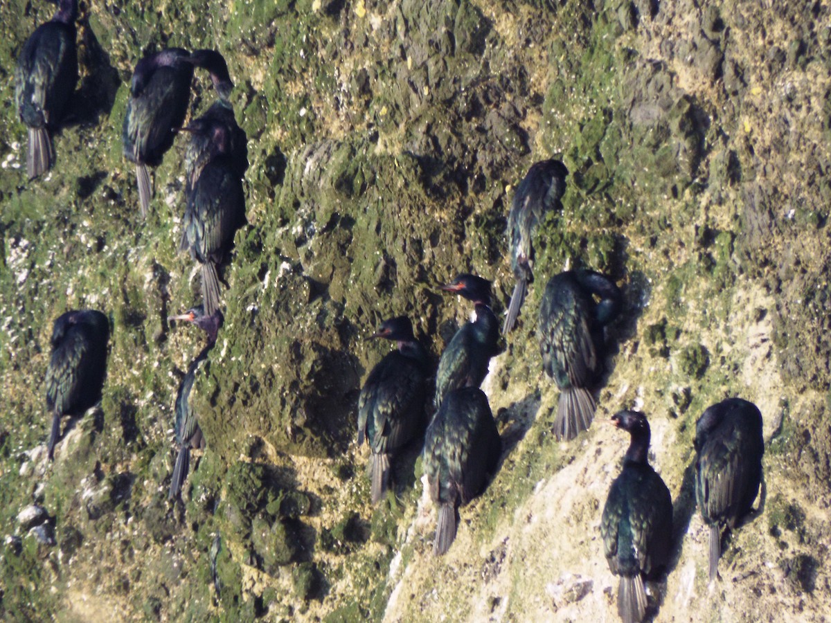 Pelagic Cormorant - ML632389138
