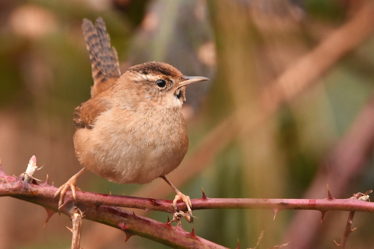Marsh Wren - ML632389184