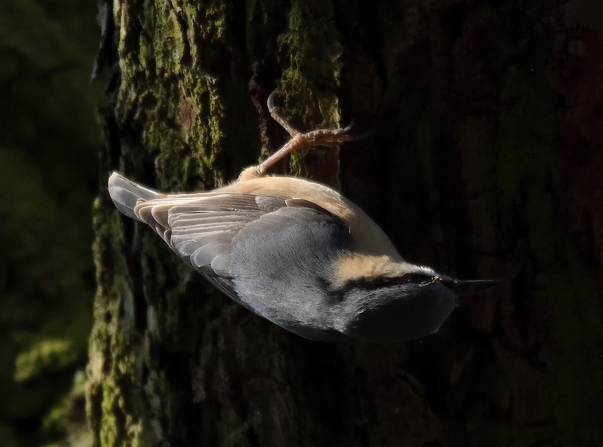 Eurasian Nuthatch - ML632389186