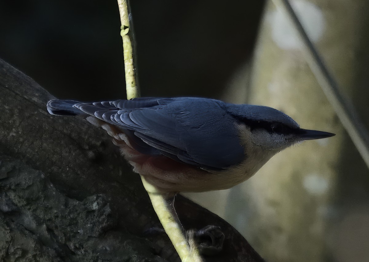 Eurasian Nuthatch - ML632389188