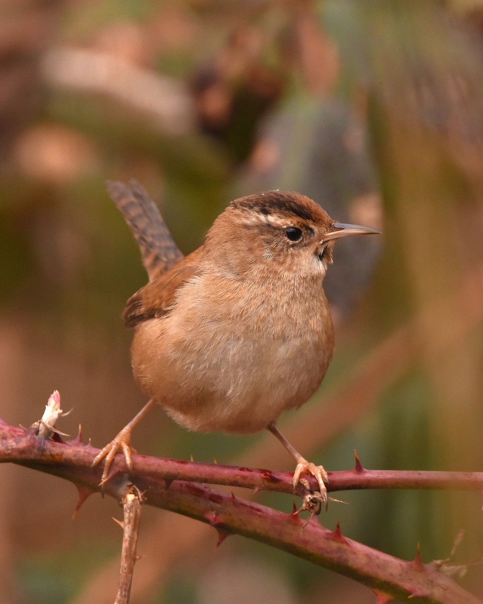 Marsh Wren - ML632389211