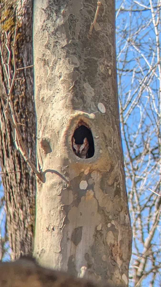 Eastern Screech-Owl - ML632389263