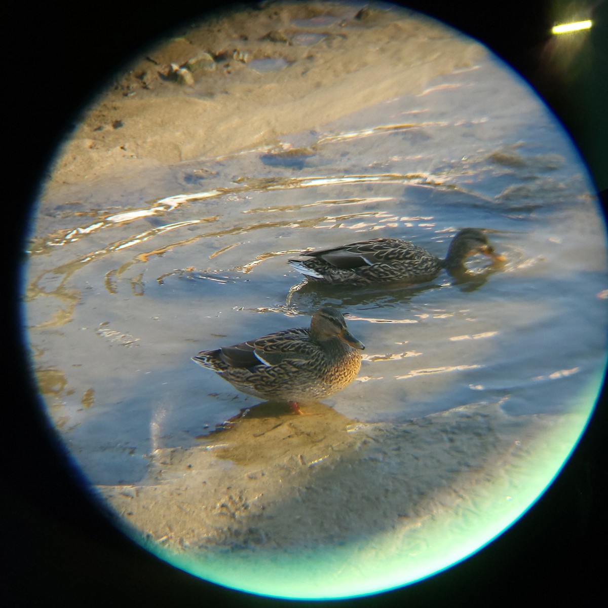 Canard colvert - ML632389502