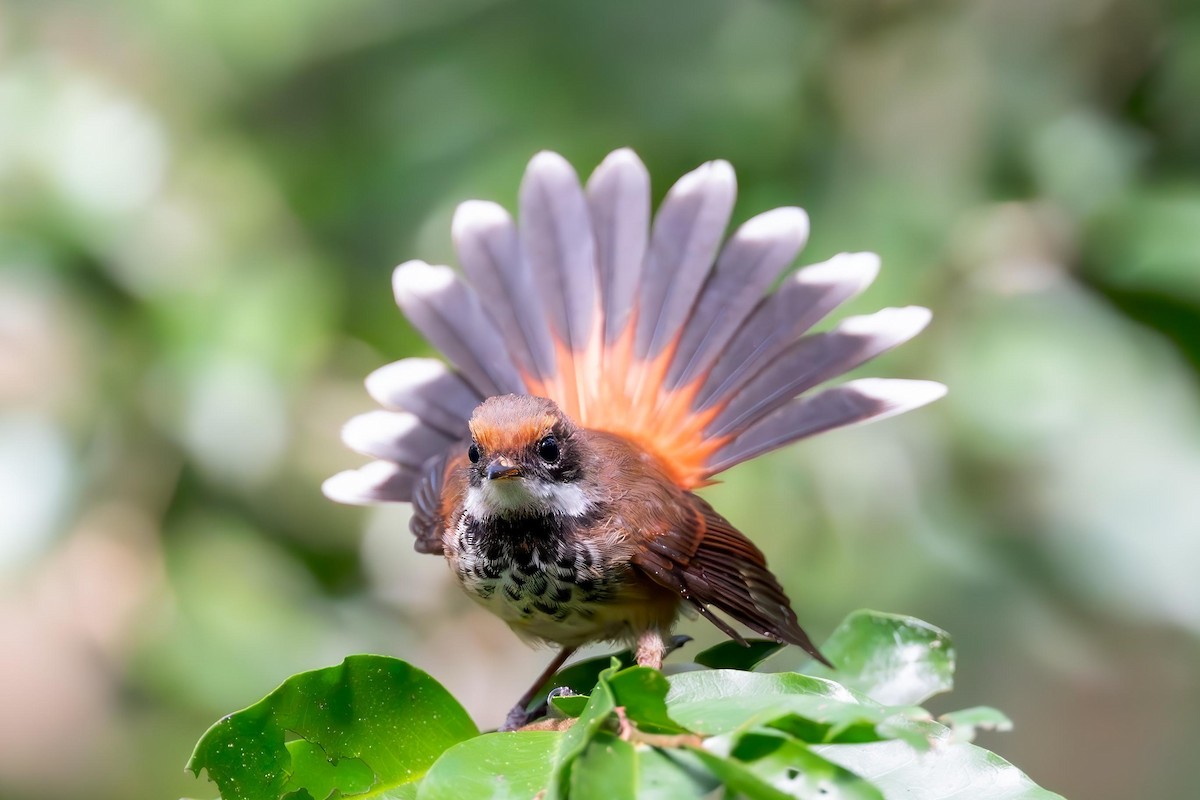 Micronesian Rufous Fantail - ML632389545