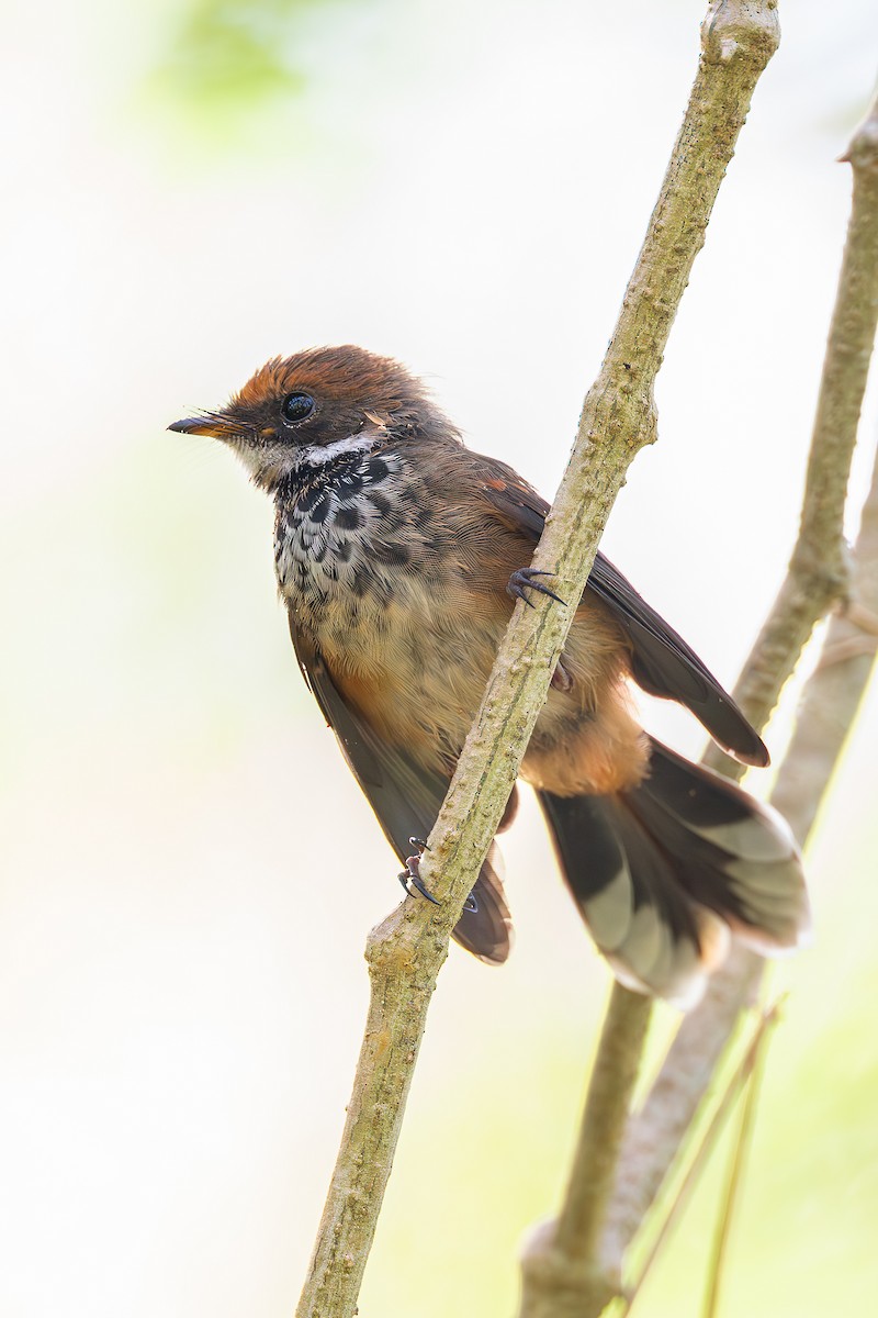 Micronesian Rufous Fantail - ML632389547