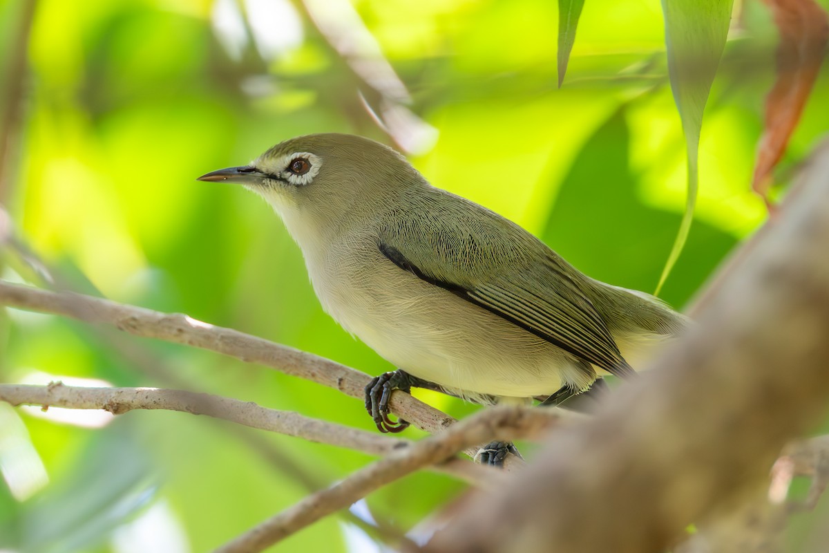 Bridled White-eye - ML632389551