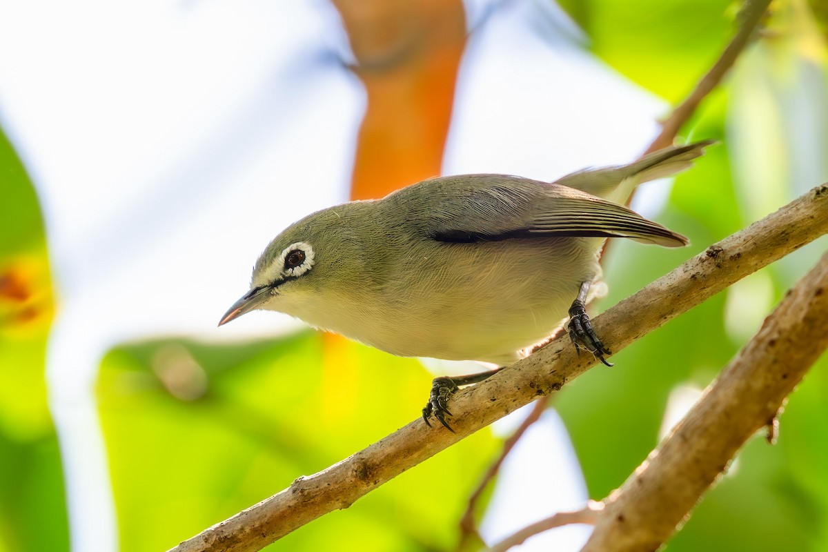 Bridled White-eye - ML632389552
