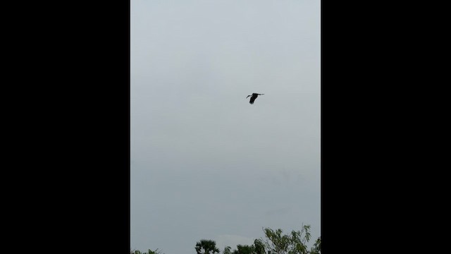 スキハシコウ - ML632389553