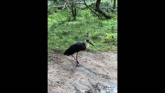 Asian Woolly-necked Stork - ML632389557