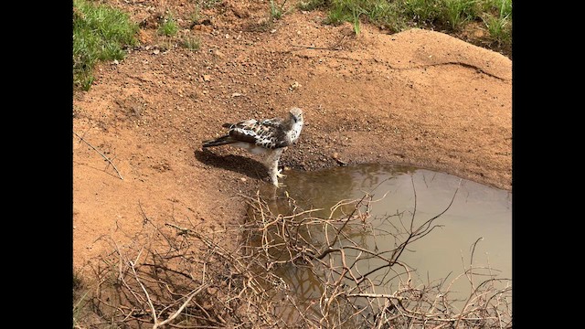 Changeable Hawk-Eagle - ML632389563