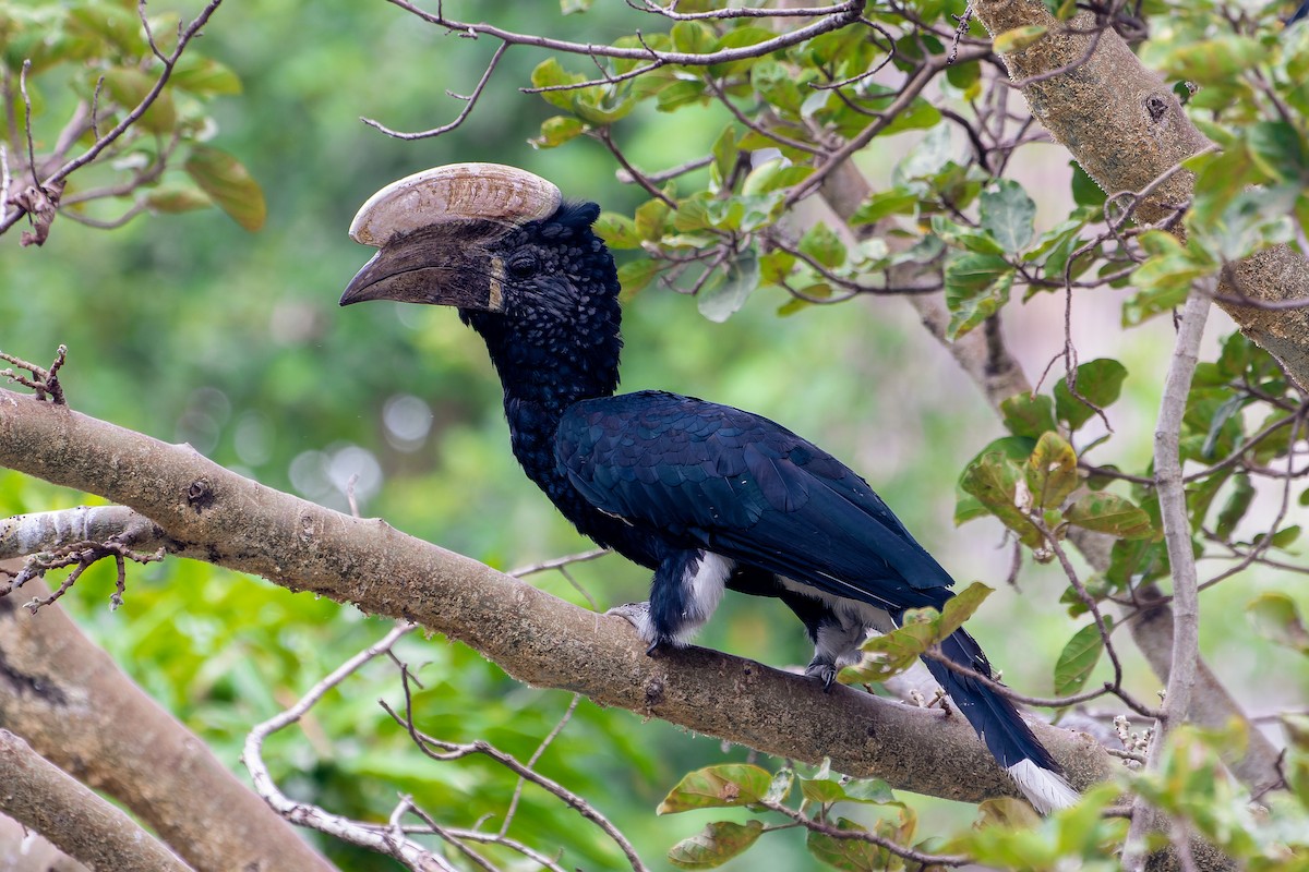 Silvery-cheeked Hornbill - ML632389691