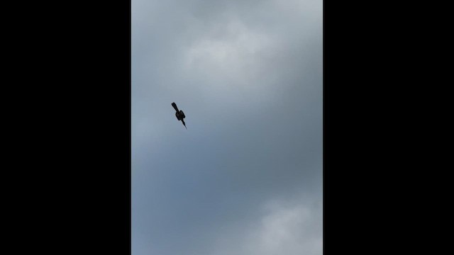 Malabar Pied-Hornbill - ML632389702