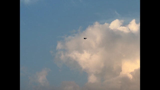 Brahminy Kite - ML632389704