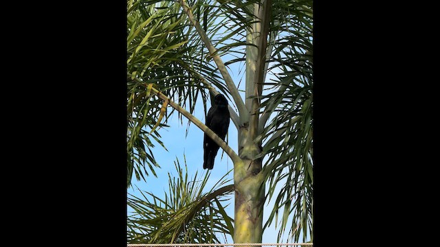 House Crow - ML632389768