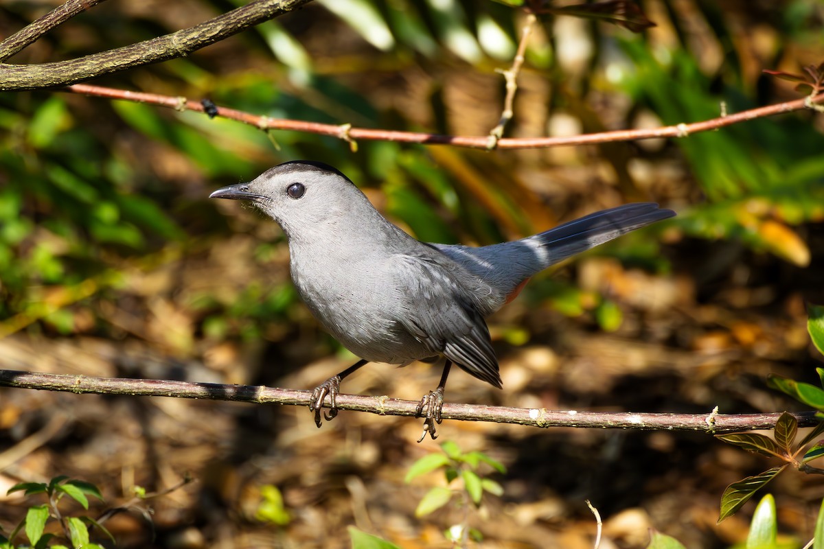 Gray Catbird - ML632389803