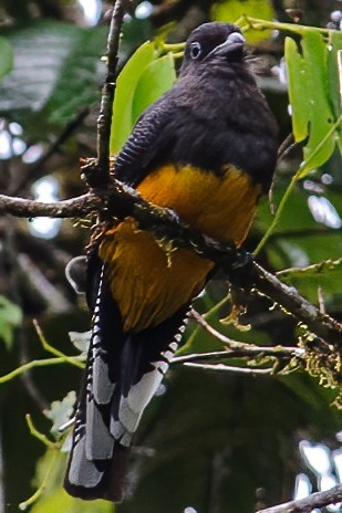 amazontrogon - ML632389960