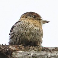 Schwarzmantel-Faulvogel - ML632389963