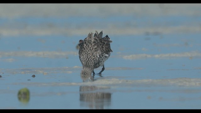 Great Knot - ML632389976