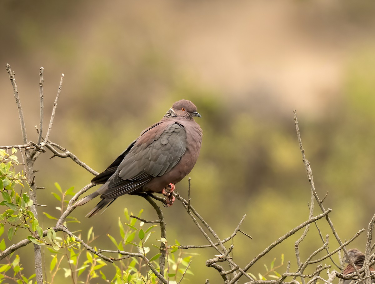 Chilean Pigeon - ML632389988