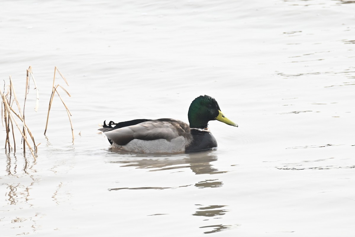 Зэрлэг нугас - ML632390030