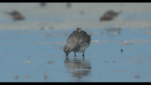 Great Knot - ML632390050