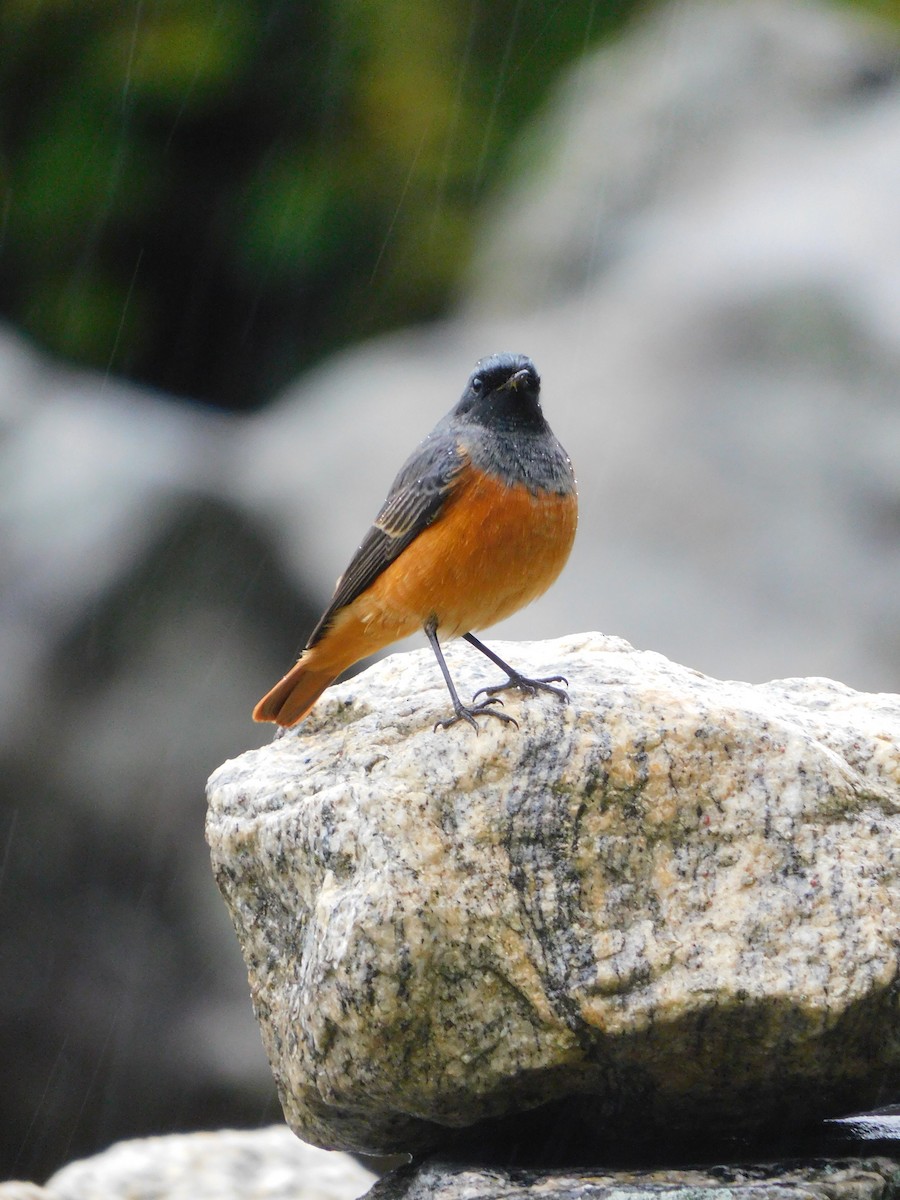 rehek domácí - ML632390194