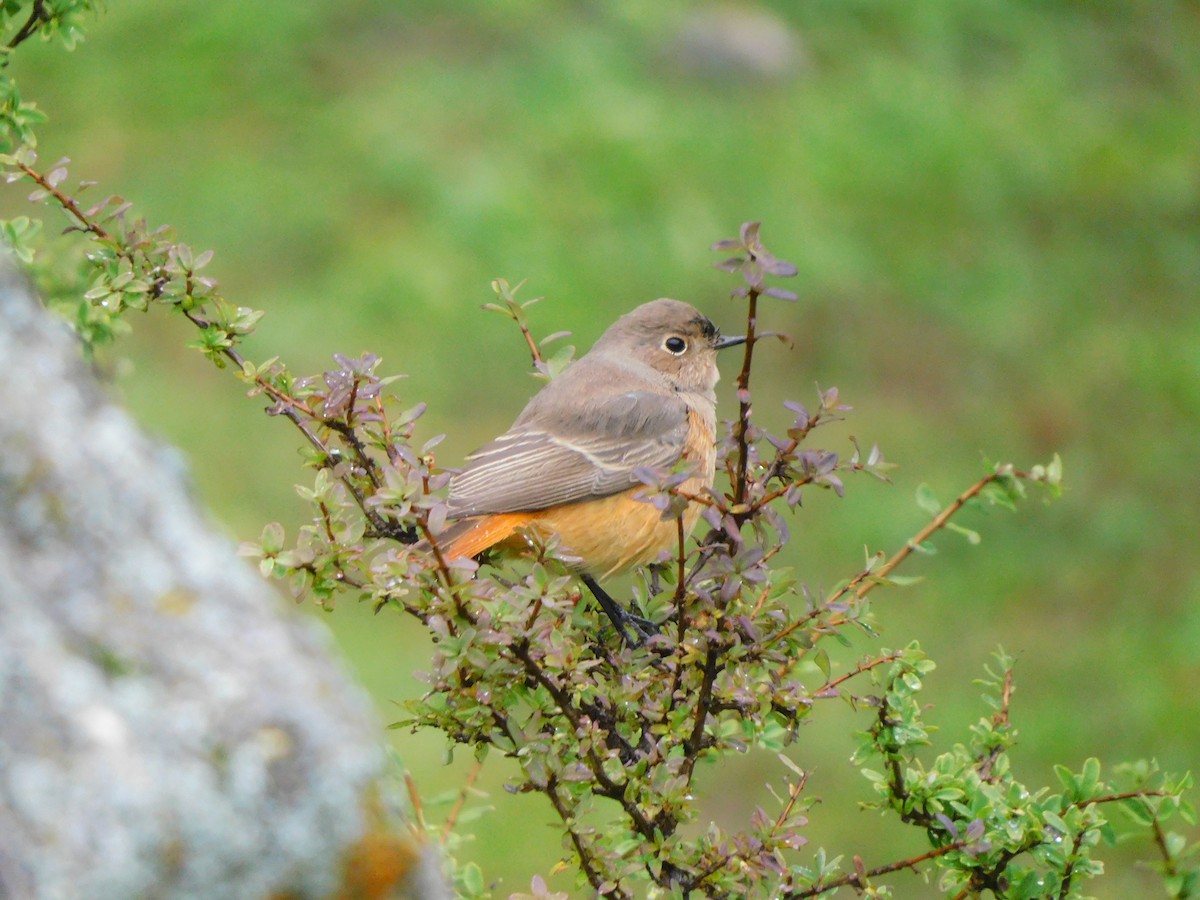 rehek domácí - ML632390197