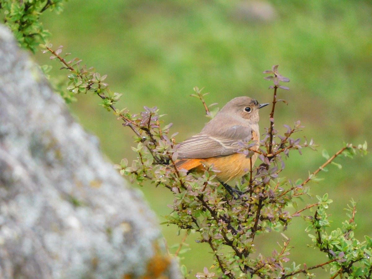 Black Redstart - ML632390198