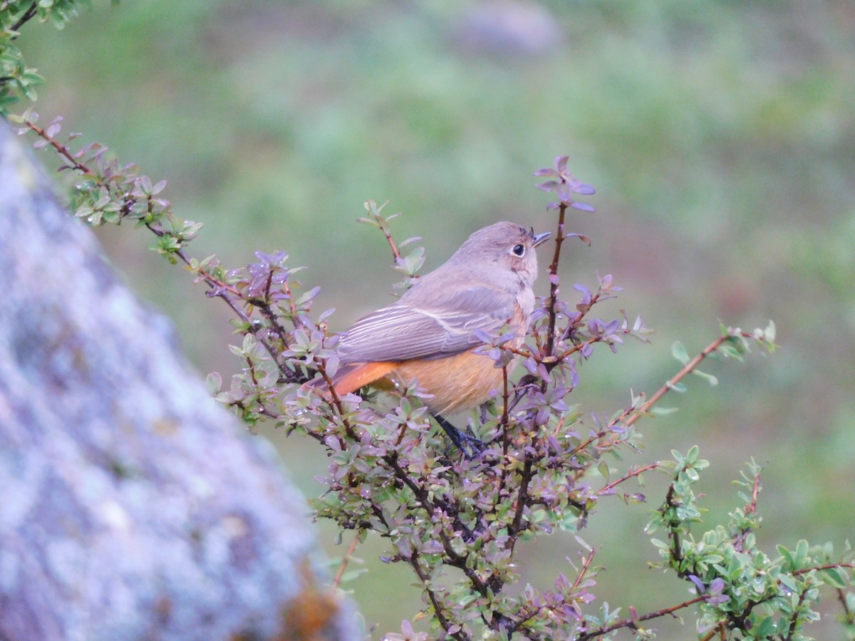 rehek domácí - ML632390199