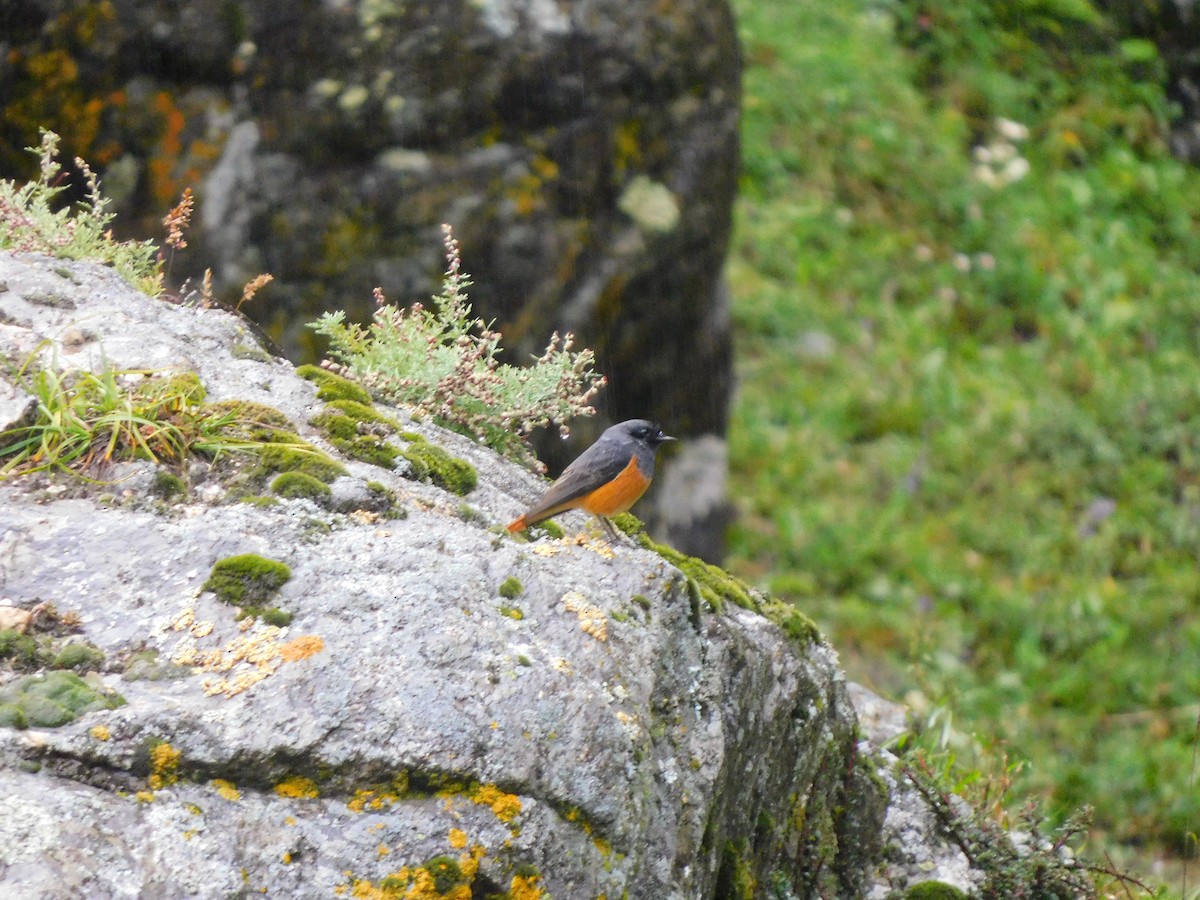 Black Redstart - ML632390200