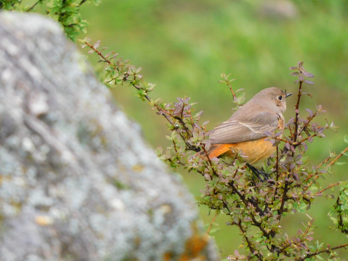 Black Redstart - ML632390201