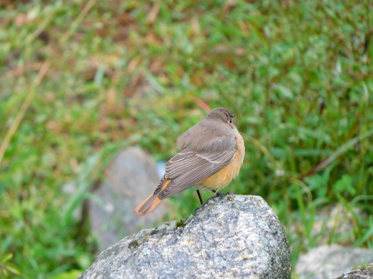 Black Redstart - ML632390202