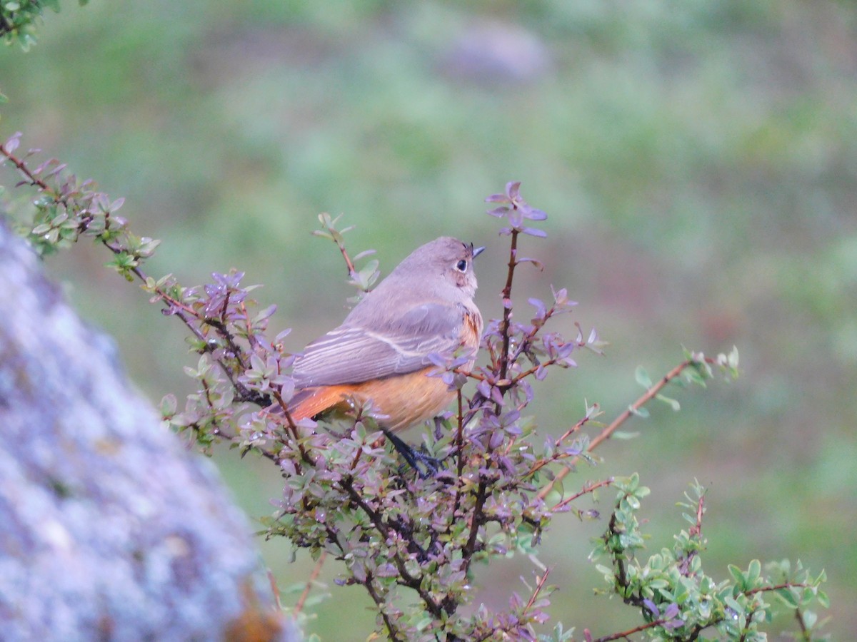 Black Redstart - ML632390203