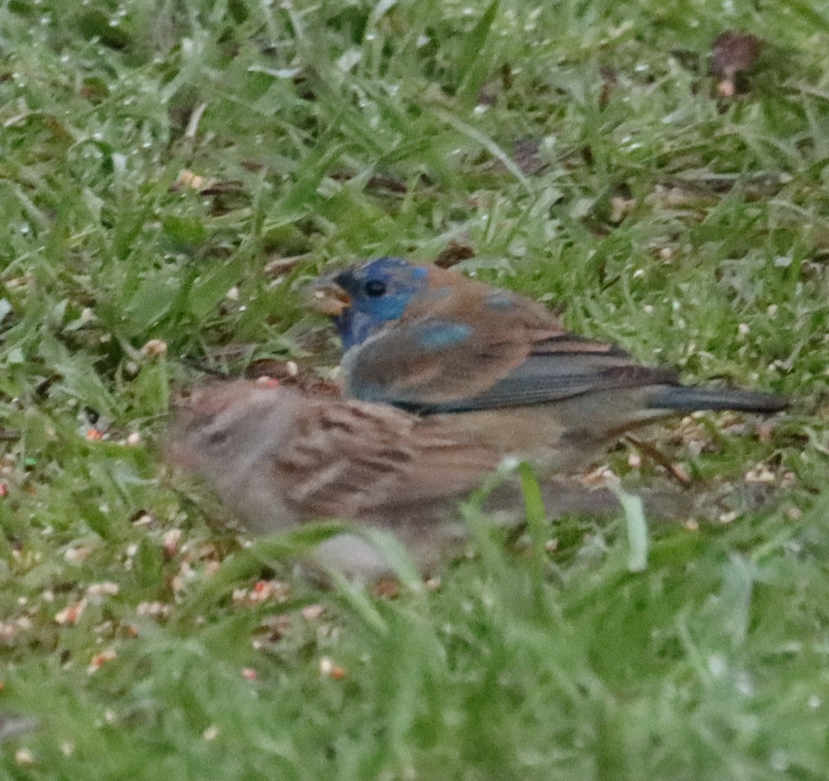 Indigo Bunting - ML632390211
