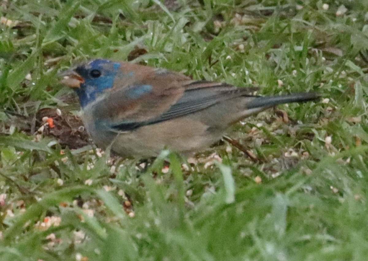Indigo Bunting - ML632390213