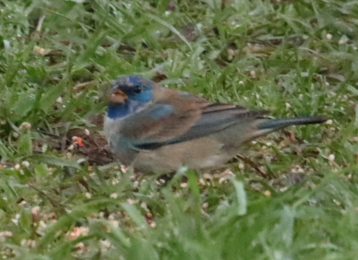 Indigo Bunting - ML632390214