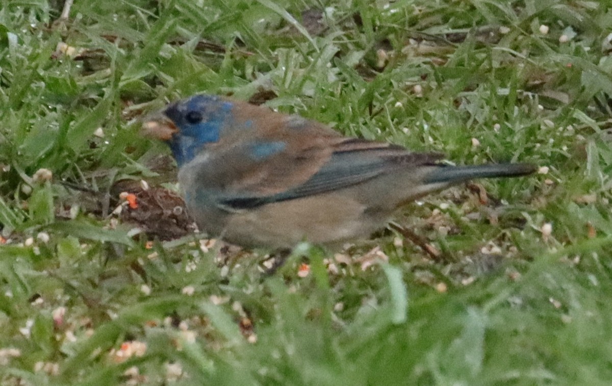 Indigo Bunting - ML632390219