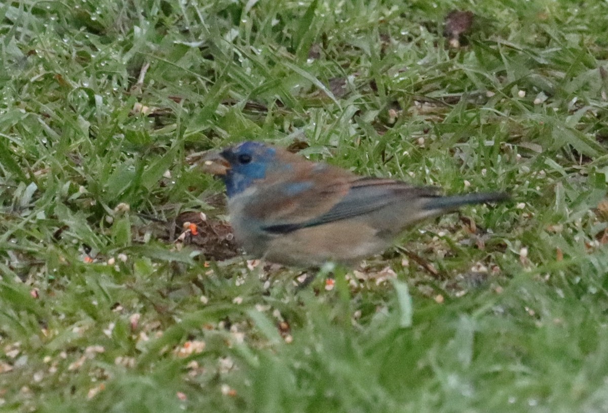 Indigo Bunting - ML632390220