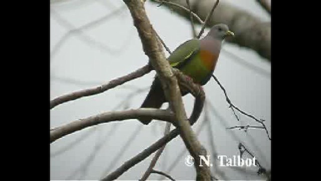 Pink-necked Green-Pigeon - ML632390360