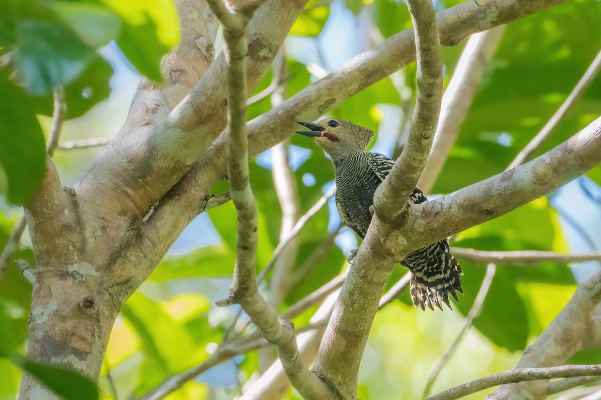 Buff-rumped Woodpecker - ML632390397