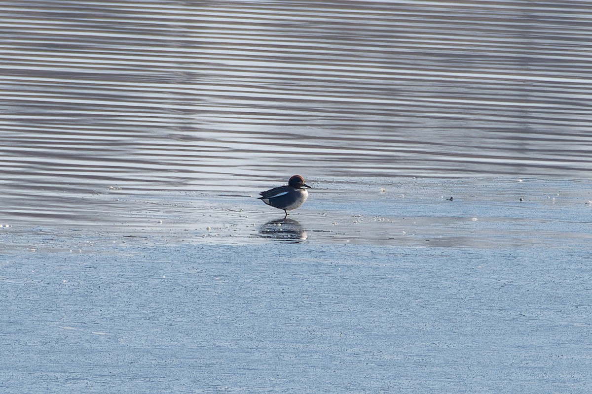 Green-winged Teal (Eurasian) - ML632390398