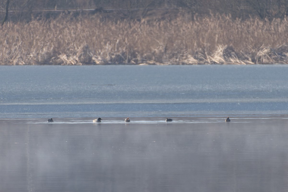 Green-winged Teal (Eurasian) - ML632390406